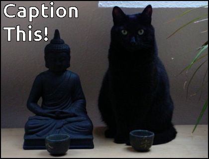 budda cat caption contest meme